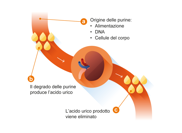 Origine delle purine